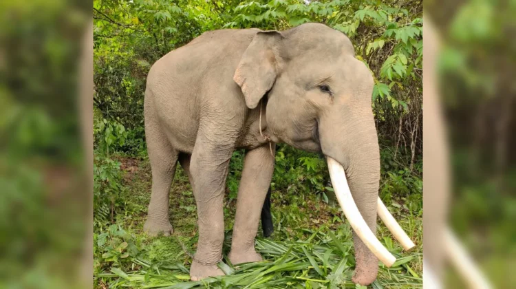 Hutan Harus Jaga Demi Keberlangsungan Hidup Gajah