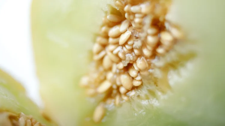 Tertelan Biji Buah, Benarkah Bisa Tumbuh Jadi Pohon?