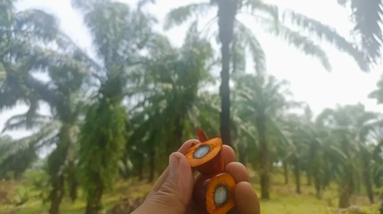 Apa Itu Sawit Tenera? Kenali Ciri dan Keunggulannya