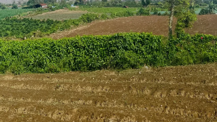 Mengelola Tanah Gersang agar Kembali Produktif