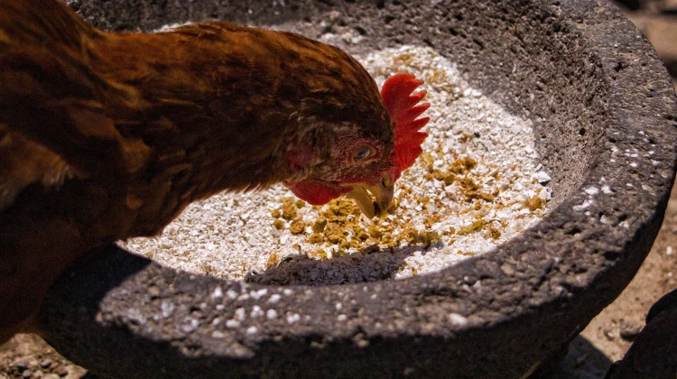 Pakan Ayam Alternatif, Manfaatkan Bahan Lokal dengan Tepat