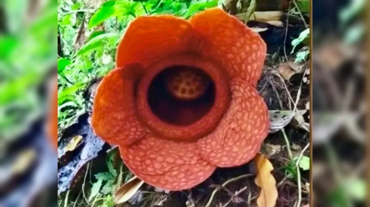 Rafflesia Kemumu Kembali Mekar di Kawasan Kampung Wisata Kemumu