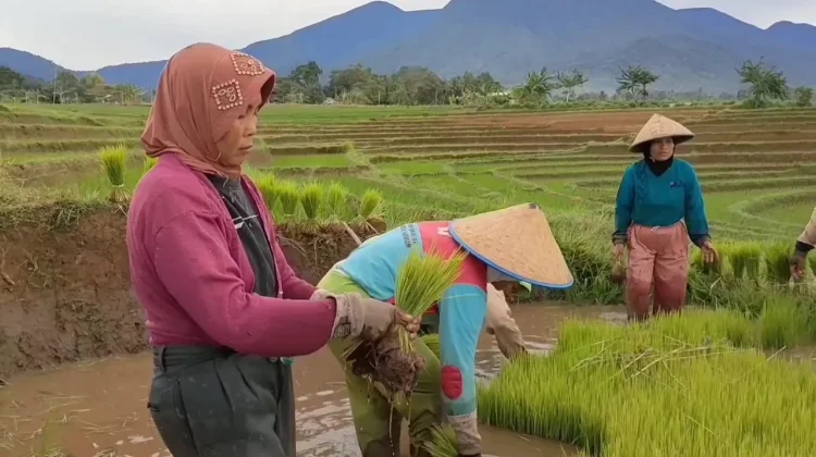 Walang Sangit Ganggu Pengisian Bulir Padi, Petani Perlu Waspada