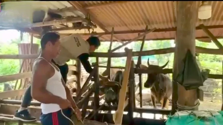 Masyarakat Sambut Baik Vaksinasi PMK oleh Dinas Pertanian Seluma