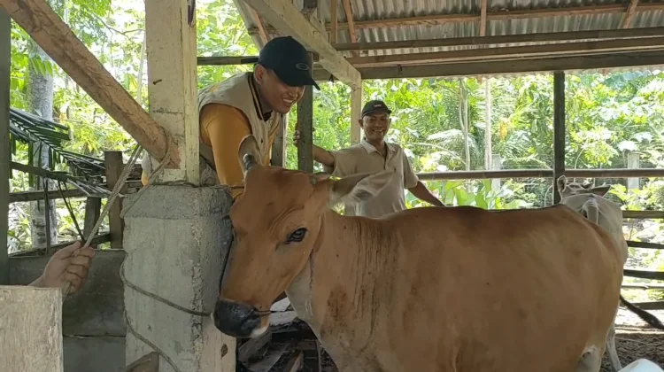 Menjaga Kebersihan Kandang Ternak Penting untuk Mencegah Penyakit