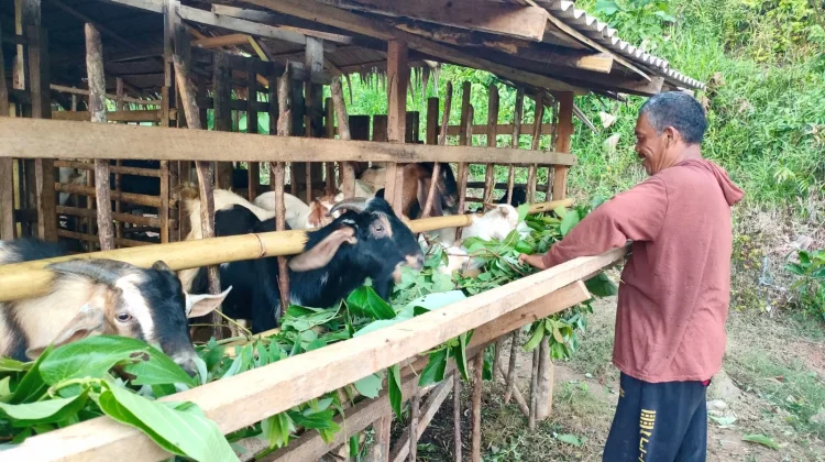Mengenal Penyakit Mulut dan Kuku pada Hewan Ternak