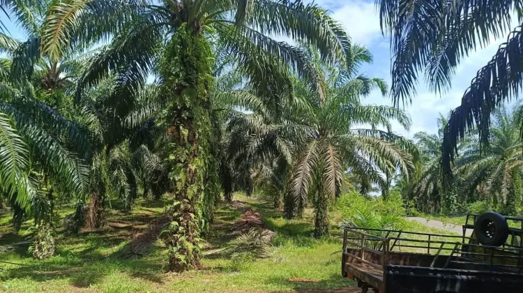 Program Replanting Kelapa Sawit Sudah Masuk Tahap Pekerjaan 150 Hektare