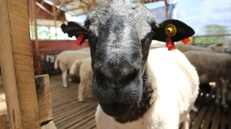 Peternakan Kambing dan Domba Terima Pesanan Aqiqah dan Qurban