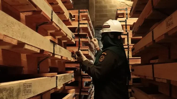 Karantina Bengkulu Fumigasi 480 Pallet untuk Ekspor Karet ke India dan Taiwan