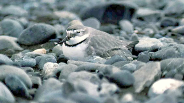 Paruh Unik Bengkok ke Kanan, Burung Wrybill Jadi Fenomena Langka Dunia