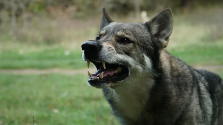 Alasan Penting Hewan Peliharaan di Rumah Divaksin Rabies