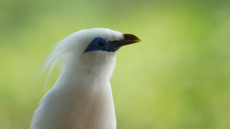 Mengenal Burung Langka Indonesia dan Pentingnya Menjaga Habitatnya