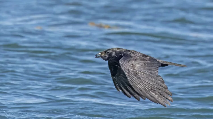 Burung Paling Cerdas Ini Mampu Meniru Nada Dering hingga Suara Manusia