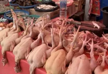 Harga Ayam Naik jelang Ramadan