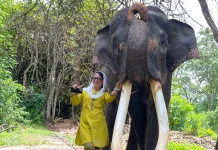 Kunjungi PLG Seblat, Destita Kampanyekan Jaga Habitat Gajah Sumatera