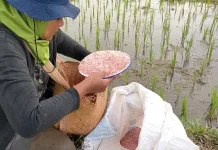 Pupuk Subsidi di Kabupaten Bengkulu Utara Telah Disalurkan