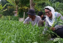 Maksimalkan MBG, Destita Minta SPPG Serap Potensi Sumberdaya Lokal