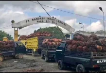 Pabrik Sawit Diimbau Jaga Stabilitas Harga Selama Ramadhan