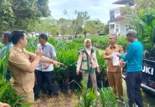 Pemkab Kaur Salurkan Bibit Sawit Gratis Secara Bertahap