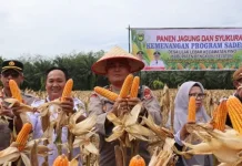Bulog Bengkulu Selatan  Serap Jagung Sebanyak 43 Ton
