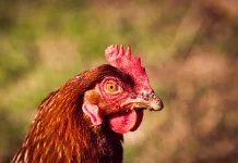 Cara Efektif Mengatasi Kutu Ayam agar Ternak Tetap Sehat