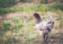 Cara Jitu Mempercepat Ayam Berhenti Mengeram