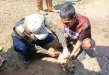 Dinas Pertanian Seluma Terus Gencarkan Vaksinasi Rabies