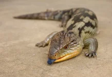 Mengenal Kadal Lidah Biru, Si Reptil Eksotis yang ternyata Penakut