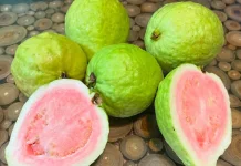 Hati-Hati Konsumsi Jambu Biji, Perhatikan Dampaknya bagi Kesehatan