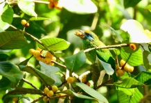 Rahasia di Balik Paruh Burung