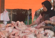 Harga Daging Ayam Potong Dibandrol Rp.48.000,-/kg