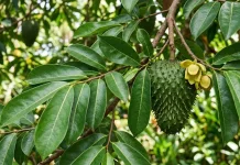 Manfaat Daun Sirsak untuk Kesehatan