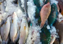 Menu Olahan Ikan Sederhana, Sehat, dan Mudah Dibuat di Rumah