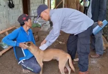 Kasus Gigitan Hewan Penular Rabies Bengkulu Utara Meningkat