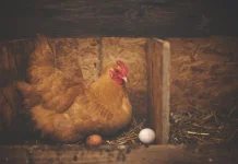 Idealnya Ayam Bertelur Berapa Kali dalam Setahun?