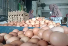 Program SPHP Jagung Pakan Stabilkan Harga Telur dan Daging Ayam