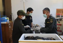 Ekspor Perdana ke Singapura, Karantina Bengkulu Pastikan Kepiting Bakau Aman