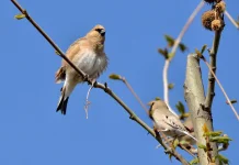 Maestro Kicau Penakluk Padang Pasir: Mengenal Lebih Dekat Desert Finch