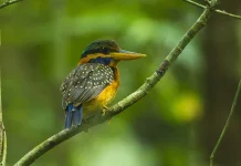 Sang Pangeran Hutan yang Pemalu: Mengenal Rufous-collared Kingfisher