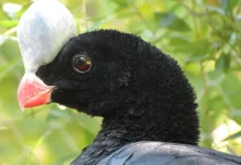 Mengenal Horned Curassow: Si 'Unicorn' Langka dari Hutan Tropis Bolivia