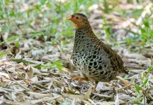 Misteri Udzungwa Partridge di Jantung Tanzania