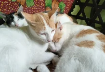 Berikut Ciri-Ciri Kucing yang Terinveksi Rabies