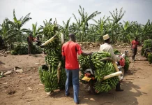 Budidaya Pisang di Musim Kemarau, Tantangan dan Strategi agar Tetap Produktif