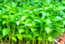 Cara Membuat Bibit Cabe Rawit yang Sehat dan Siap Tanam
