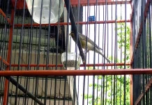 Keunikan Burung Kenari yang Mudah di Pelihara