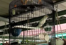 Burung  Jalak  Putih  Miliki  Warna dan  Suara   Unik
