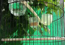 Burung Lovebird  Salah Satu Jenis  Burung Hias
