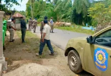 Satpol PP Kaur Terus Lakukan  Penertiban Ternak Liar