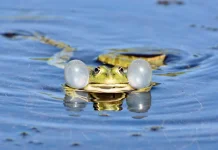 Jenis Kodok yang Banyak Dikonsumsi Masyarakat