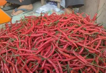Harga Cabai Merah Turun Lagi